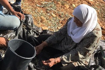 Una mujer palestina cosecha aceitunas en el territorio palestino ocupado. 