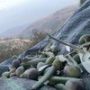موسم قطف الزيتون في الأرض الفلسطينية المحتلة
