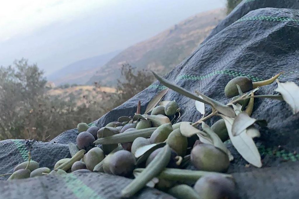 موسم قطف الزيتون في الأرض الفلسطينية المحتلة