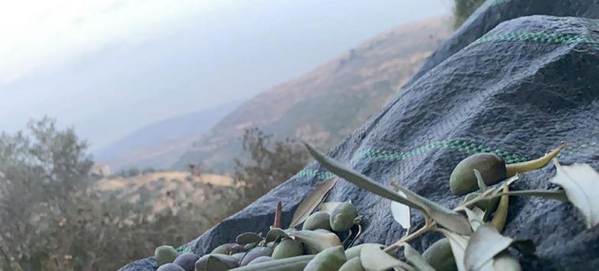 موسم قطف الزيتون في الأرض الفلسطينية المحتلة