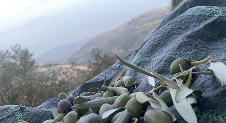موسم قطف الزيتون في الأرض الفلسطينية المحتلة