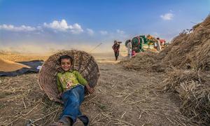 A young boy relaxes in a wicker basket as his family threshes harvested wheat.