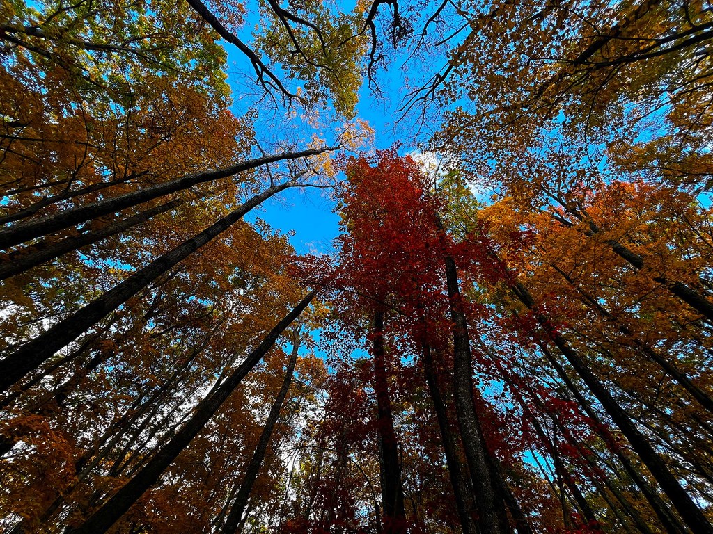 Misitu kama hii hapa iliyoko jimboni New York, nchini Marekani ni muhimu katika kukabiliana na mabadiliko ya tabianchi.