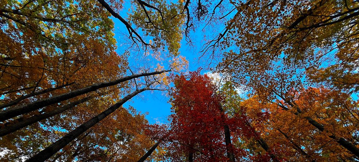 Misitu kama hii hapa iliyoko jimboni New York, nchini Marekani ni muhimu katika kukabiliana na mabadiliko ya tabianchi.