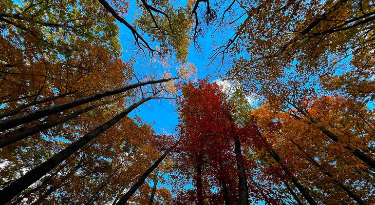 Les forêts, comme celle-ci dans l'État américain de New York, sont essentielles pour lutter contre le changement climatique.