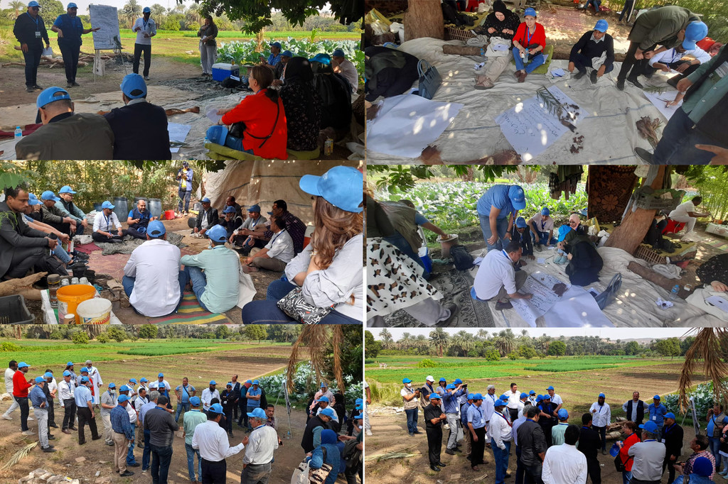 الفاو تعقد ورشة عمل إقليمية في محافظة أسوان بمصر لمدارس المزارعين الحقلية حول سوسة النخيل الحمراء.