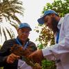 الفاو تعقد ورشة عمل إقليمية في محافظة أسوان بمصر لمدارس المزارعين الحقلية حول سوسة النخيل الحمراء.