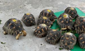 El comercio de medio centenar de especies de fauna o flora pueden quedar restringido para evitar su extinción durante la próxima reunión de la convención que protege la vida silvestre en peligro