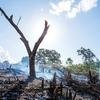 Uma paisagem queimada em Madagáscar, mostrando as consequências do desmatamento, com uma única árvore carbonizada em pé entre tocos fumegantes e terreno desmatado.