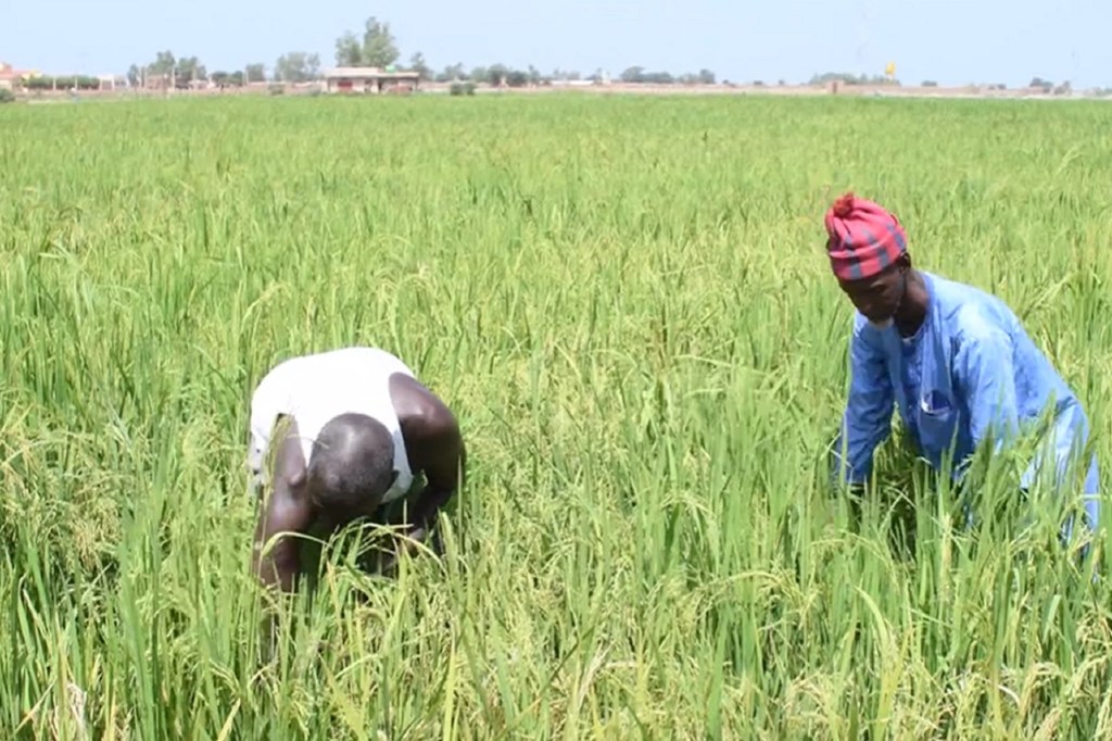 Deux hommes travaillent dans une rizière au Mali. L'un, vêtu d'un débardeur blanc, est penché sur les plants de riz. L'autre, en chemise bleue et chapeau à motifs rouges, l'observe.