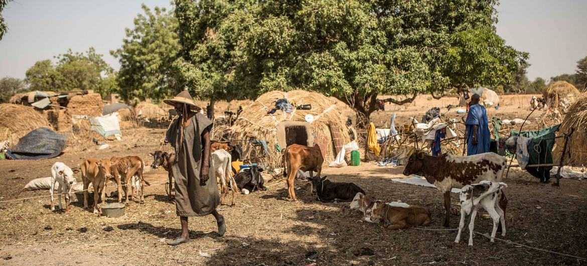 مستوطنة بانغبابا في منطقة موبتي في مالي ، حيث تعيش الآن عائلات من قرى شبه بدوية فرت من العنف مع قطعانها.