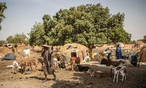 Banguétaba settlement in the Mopti region of Mali, where families from semi nomadic villages who fled violence with their herds are now living.