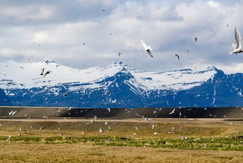 El Ártico verdea cada año un poco más.
