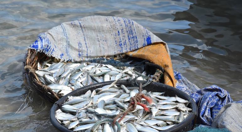 The life of Arundhabala has been renovated now. With the phishing mesh given by the United Nations, he started a small dried fish business to help his son and take care of his old mother. The life of Arundhabala has been renovated now. With the phishing mesh given by the United Nations, he started a small dried fish business to help his son and take care of his old mother.