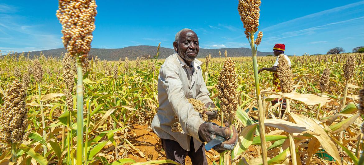 Des agriculteurs sont encouragés à planter des semences davantage résistantes à la sécheresse comme le sorgho.