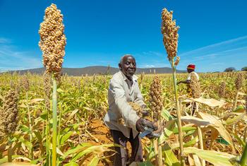 Des agriculteurs sont encouragés à planter des semences davantage résistantes à la sécheresse comme le sorgho.