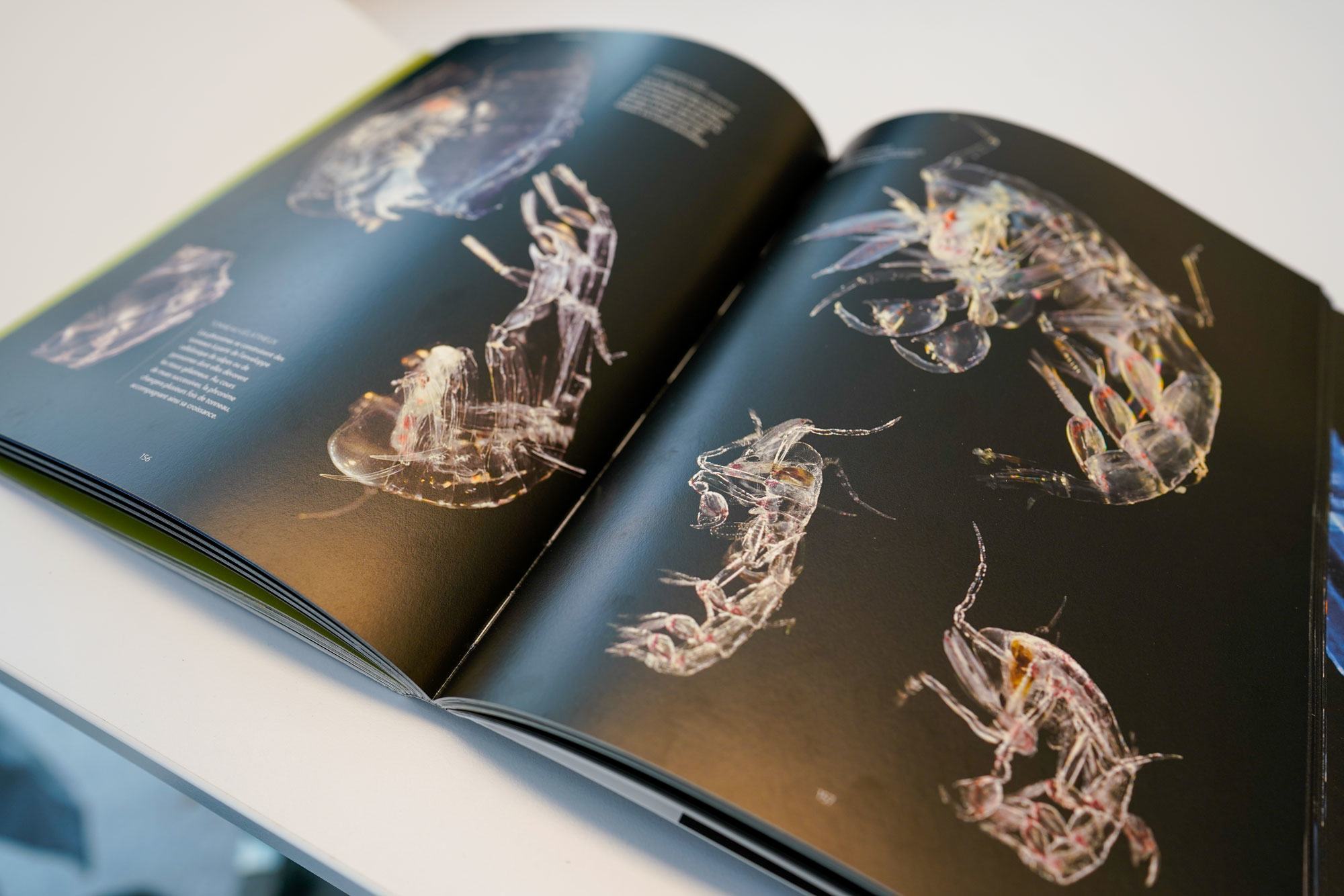 Phronima, a deep-sea zooplankton, inspired the design of the creature in the 1979 film, Phronima, a deep-sea zooplankton, inspired the design of the creature in the 1979 film,