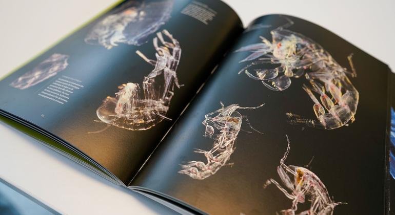 Phronima, un zooplancton de las profundidades marinas, inspiró el diseño de la criatura de la película de 1979 "Alien". Phronima, un zooplancton de las profundidades marinas, inspiró el diseño de la criatura de la película de 1979 "Alien".