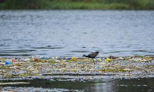 पक्षियों के प्राकृतिक आवास पर बढ़ता प्लास्टिक प्रदूषण. 