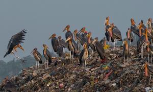 असम के गुवाहाटी शहर में कूड़े के ढेर पर हरगिला पक्षी.