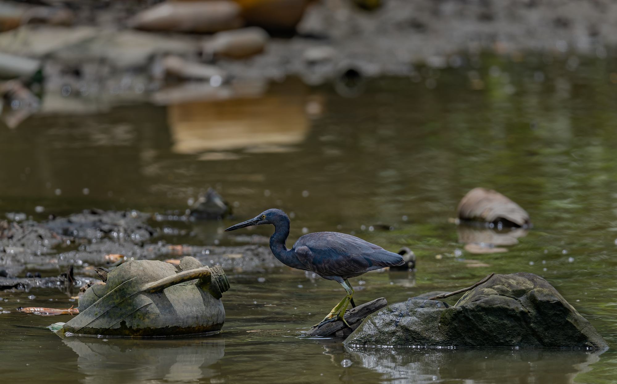 media:entermedia_image:e6311eff-d162-4b91-824e-42031d582199