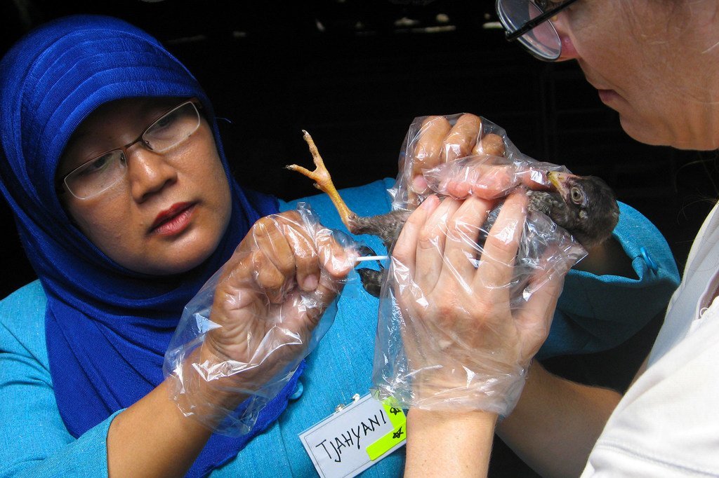 Des chercheurs de l'Institut international de recherche sur l'élevage (ILRI) travaillent à la lutte contre la grippe aviaire en Indonésie.