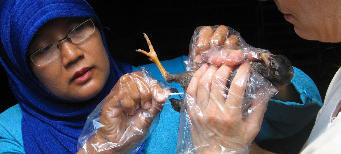 Pesquisadores do International Livestock Research Institute (ILRI) trabalham para controlar a gripe aviária na Indonésia.