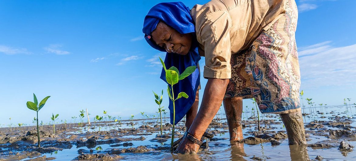 在东帝汶，一名妇女正在种植红树苗，以恢复受损的沿海生态系统。