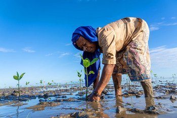 在东帝汶，一名妇女正在种植红树苗，以恢复受损的沿海生态系统。