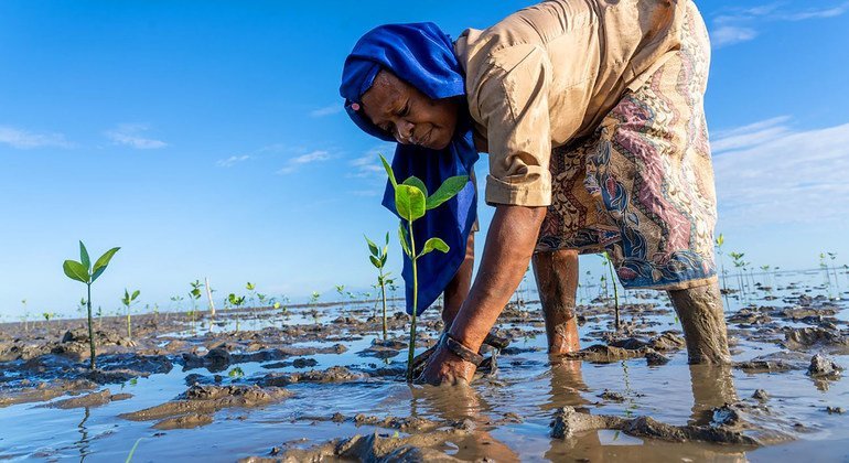 A woman plants mangrove trees in Timor Leste in order to rejuvenate a damaged coastal ecosystem.