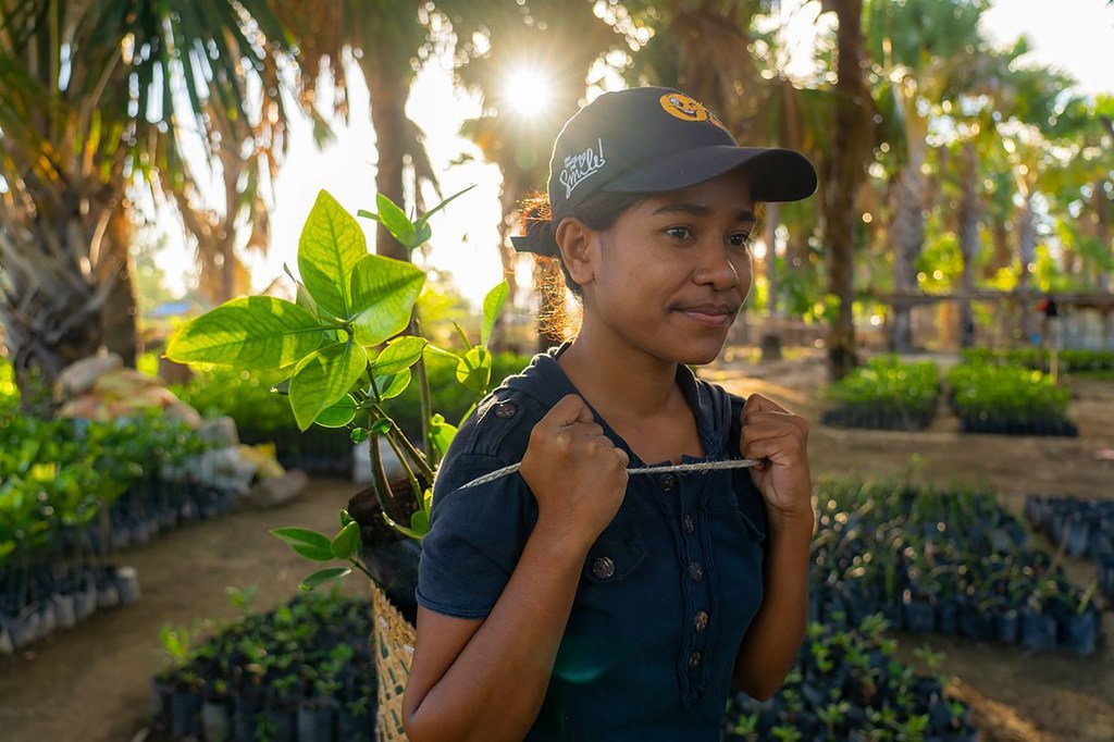 As comunidades em Timor-Leste estão a ajudar a restaurar as florestas de mangal.