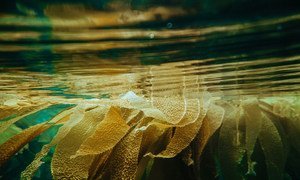 Kelp, a type of seaweed, can be fed to animals and could help to reduce greenhouse gas emissions.