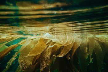海带是一种海藻，可以做动物饲料，有助于减少温室气体排放。