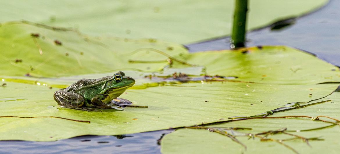 La diversidad biológica de todo el mundo está amenazada por el cambio climático.