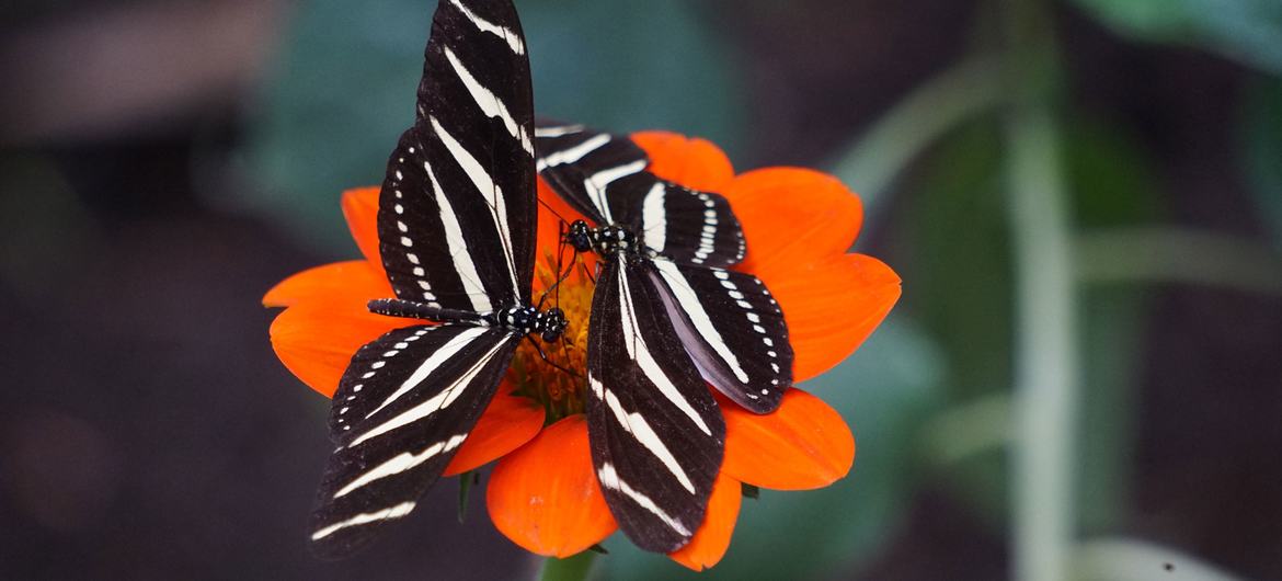 Las mariposas se alimentan de una flor.