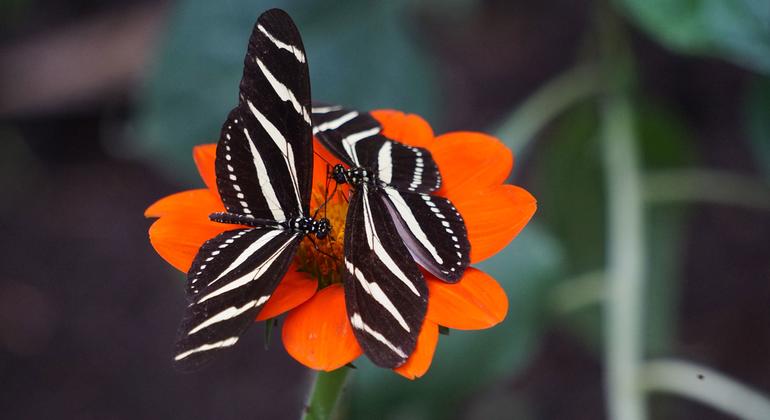 Butterflies feed on a flower.