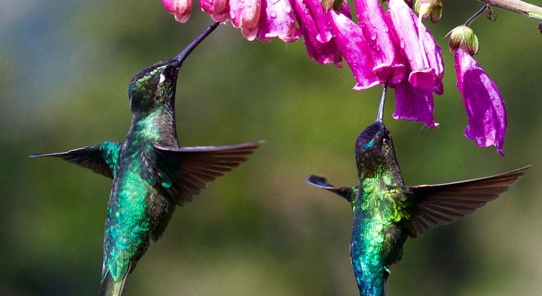 Hummingbirds feed on a Jacaranda tree.