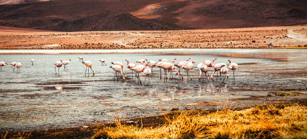 Flamingoes on Laguna Colorada in Bolivia.