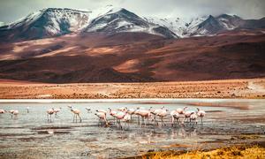 Flamingoes on Laguna Colorada in Bolivia.