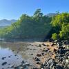 Floresta de mangue em Hera, Timor-Leste