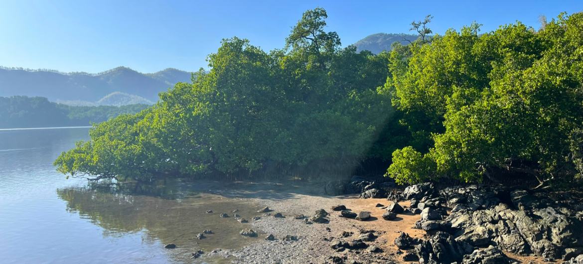 Floresta de mangue em Hera, Timor-Leste
