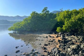 Floresta de mangue em Hera, Timor-Leste