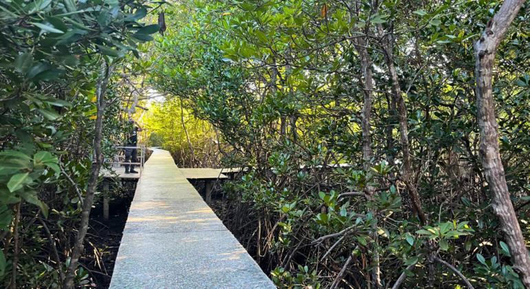 东帝汶赫拉红树林研究中心的再生塑料步道。