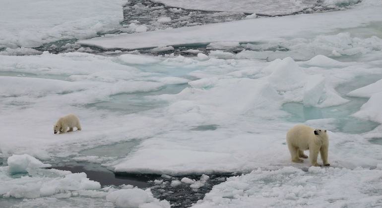 O habitat natural do urso polar está desaparecendo à medida que as calotas polares derretem devido às mudanças climáticas