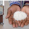 एक व्यक्ति WFP अन्नपूर्ति अनाज वितरण मशीन को चलाकर एक बोरी भर रहा है, और एक क्लोज-अप शॉट में चावल पकड़े हुए हाथ दिखाई दे रहे हैं।