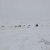联合国儿童基金会敦促帮助受冬季恶劣天气白灾（Dzud）影响的蒙古国儿童。