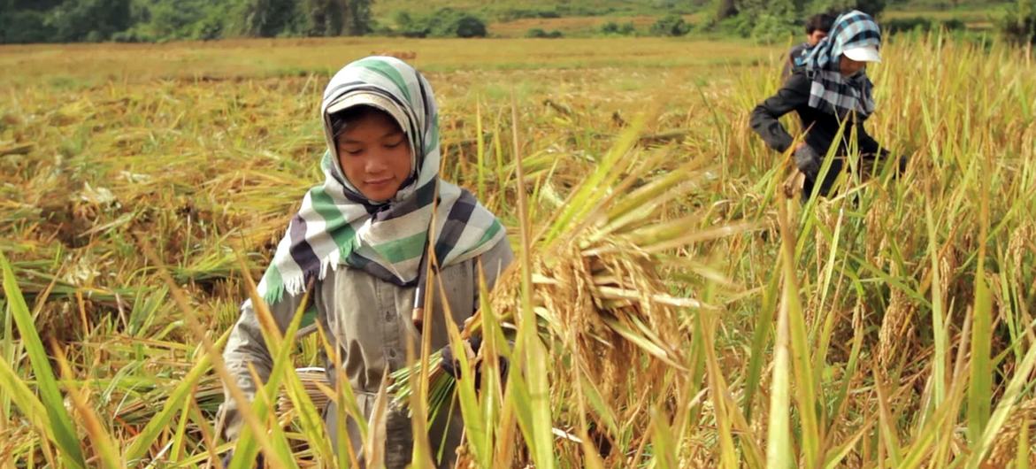 Una niña cultiva arroz en la República Democrática Popular Lao.