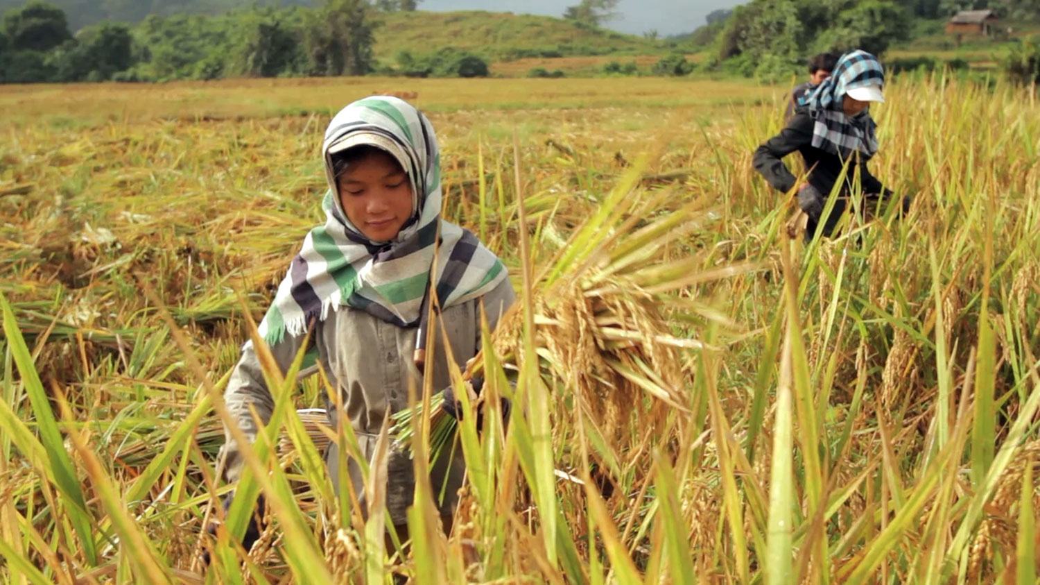 فتاة صغيرة تقوم بزرع الأرز في جمهورية لاو الديمقراطية الشعبية.