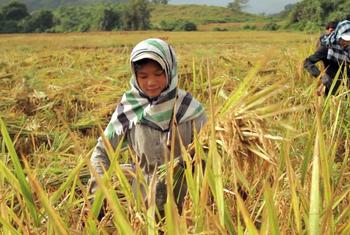 Una niña cultiva arroz en la República Democrática Popular Lao.