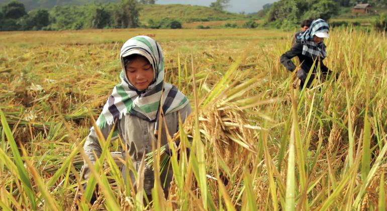 A young girl cultivates rice in Lao People’s Democratic Republic.